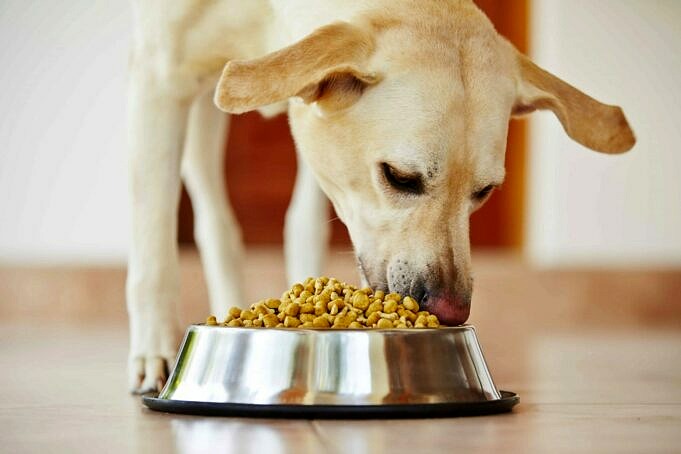 Beste Voedingsmiddelen Voor Honden Met Allergieen