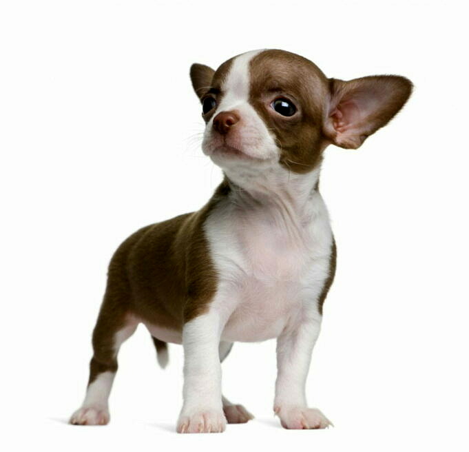 Chihuahua-puppy's Te Koop