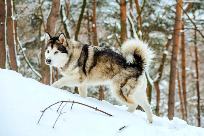 De Hondenverzorgingsinformatie Die Elke Eigenaar Van Een Siberische Husky Moet Weten