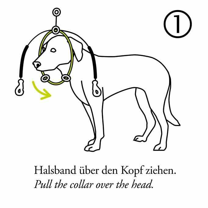 Een E halsband Omdoen Bij Een Hond