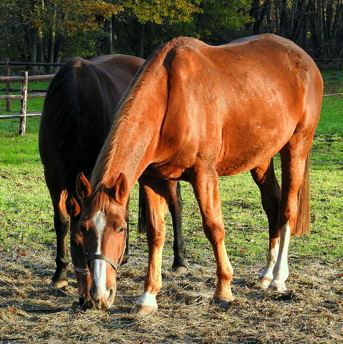 HOE Kunnen Paarden Peren Eten, Het Zijn Zaden, Kern En Meer - ZIE HIER!