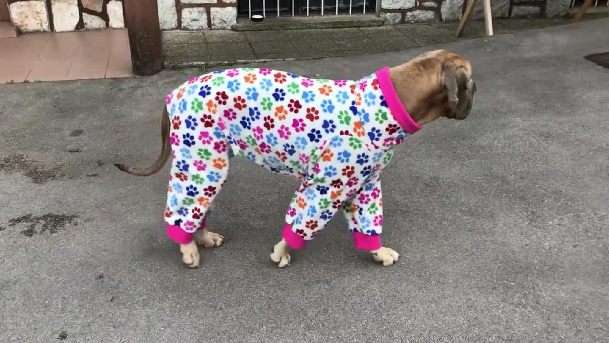 Hoe Hondenkleding Te Maken. DIY-outfits Voor Je Hond