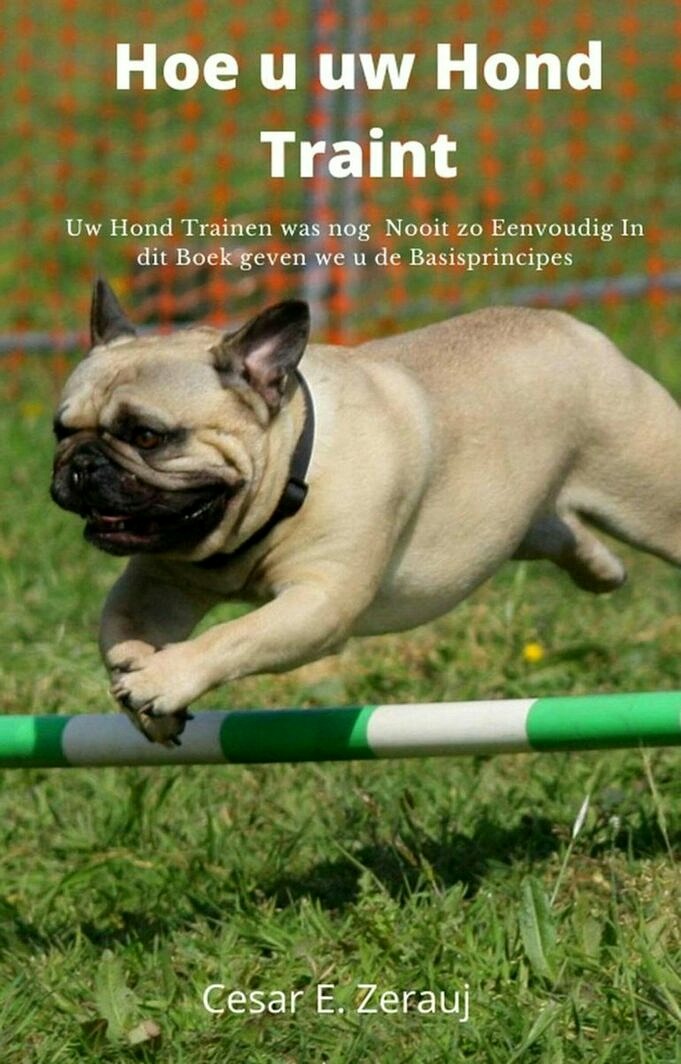 Hoe U Uw Hond Kunt Trainen Met Een E halsband scaled 1