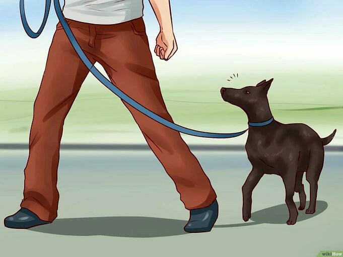 Hoe U Uw Hond Kunt Trainen Om Op Commando Te Zitten