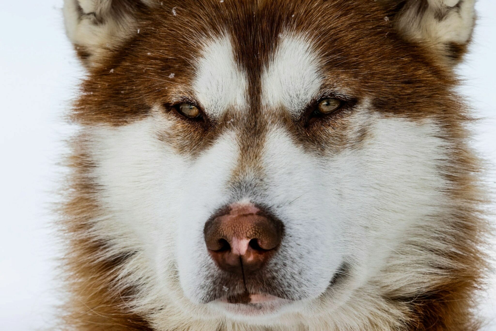 Honden Die Op Wolven Lijken - Uiterlijk Van Voorouders