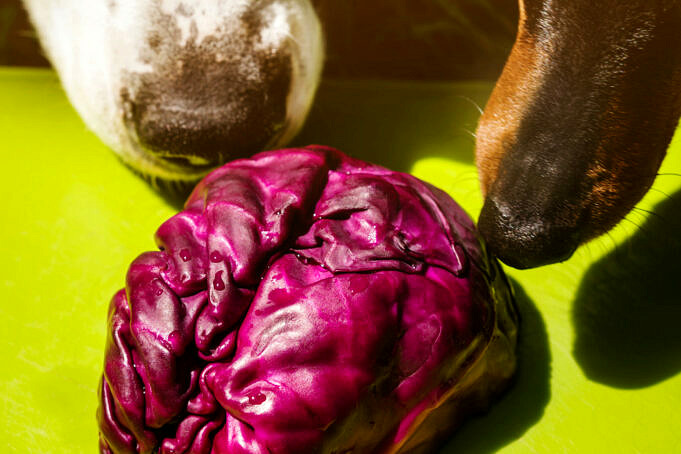 Kunnen Honden Kool Eten? Is Het Gezond Of Gevaarlijk Voor Hen?