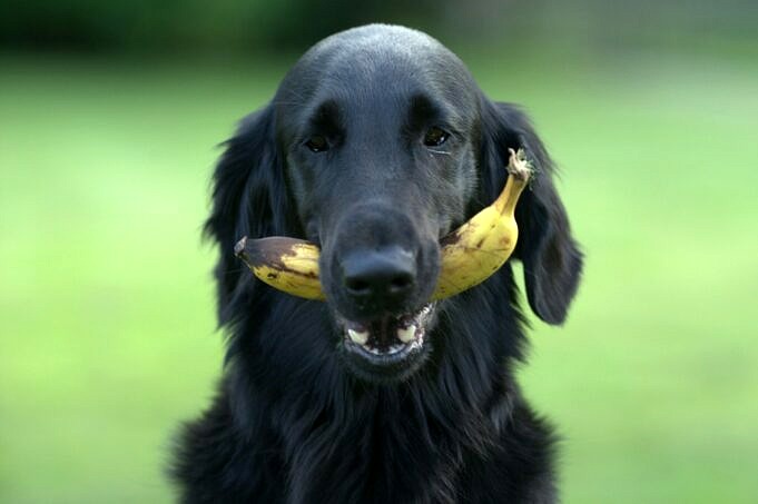 Kunnen Honden Pruimen Eten Wat Je Moet Weten