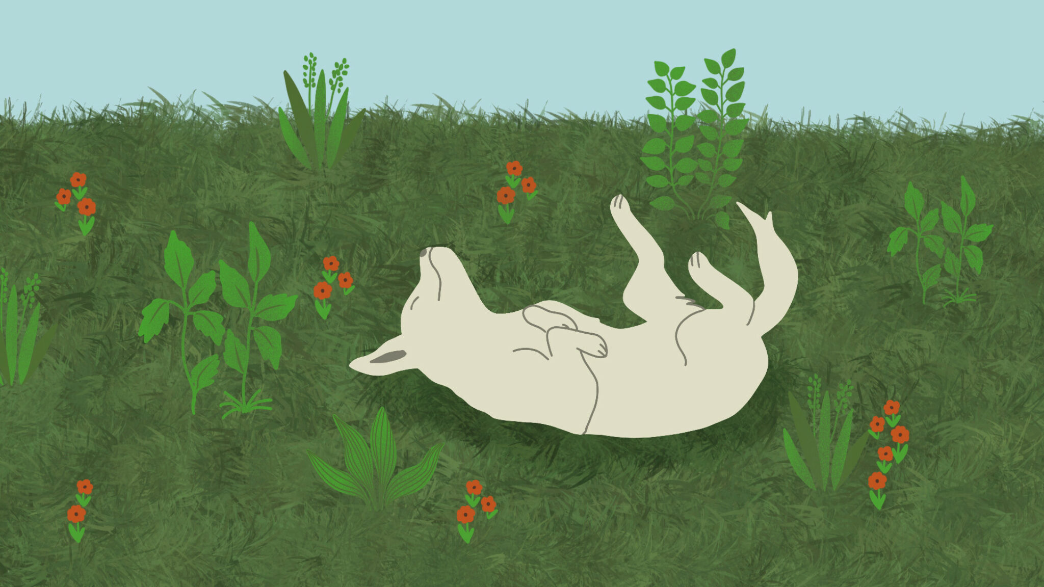 Waarom Rollen Honden In Het Gras? 6 Veelvoorkomende Redenen